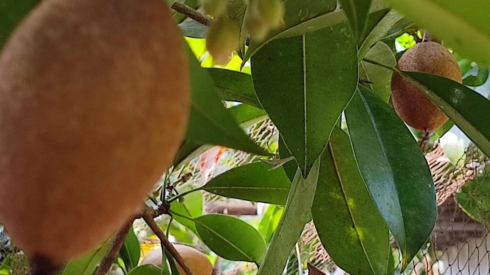 Vivaresidence Homestay Alappuzha